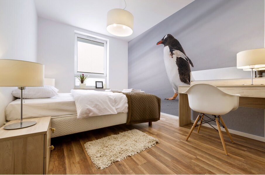 Single Gentoo penguin on Falklands walking to ocean Mural print