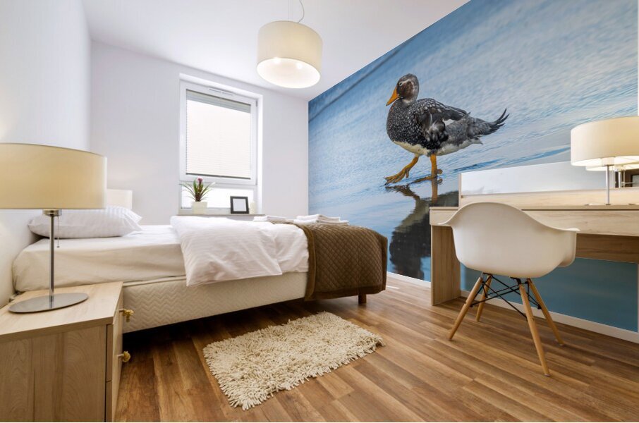 Falkland Steamer duck walking in the surf on Falklands Islands Mural print