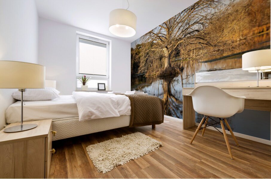 Large cypress tree in Comal River in Landa park New Braunfels in Mural print