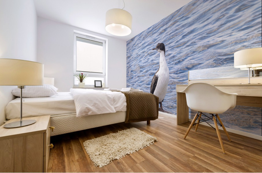 Imperial Cormorant seabird on rock in Punta Arenas Chile Mural print