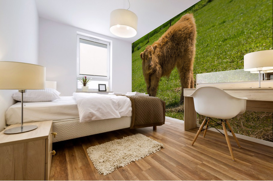 Young male highland calf in meadow facing the camera Mural print