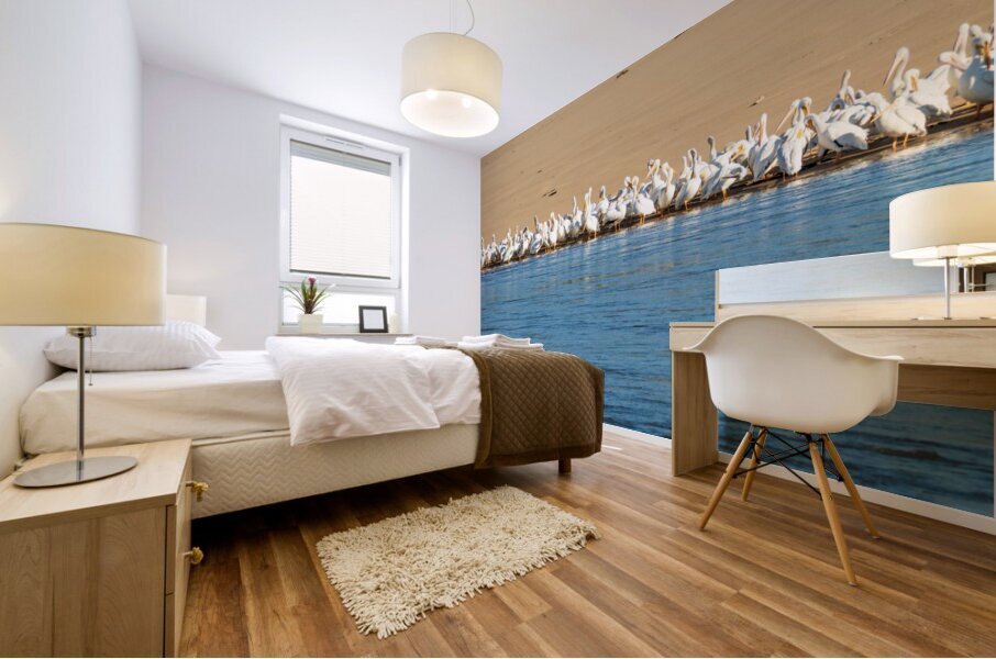 Flock of American white pelicans grouped on sandbank of Mississi Mural print