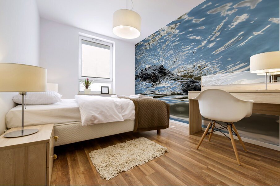 American alligator head in calm waters of Atchafalaya Mural print