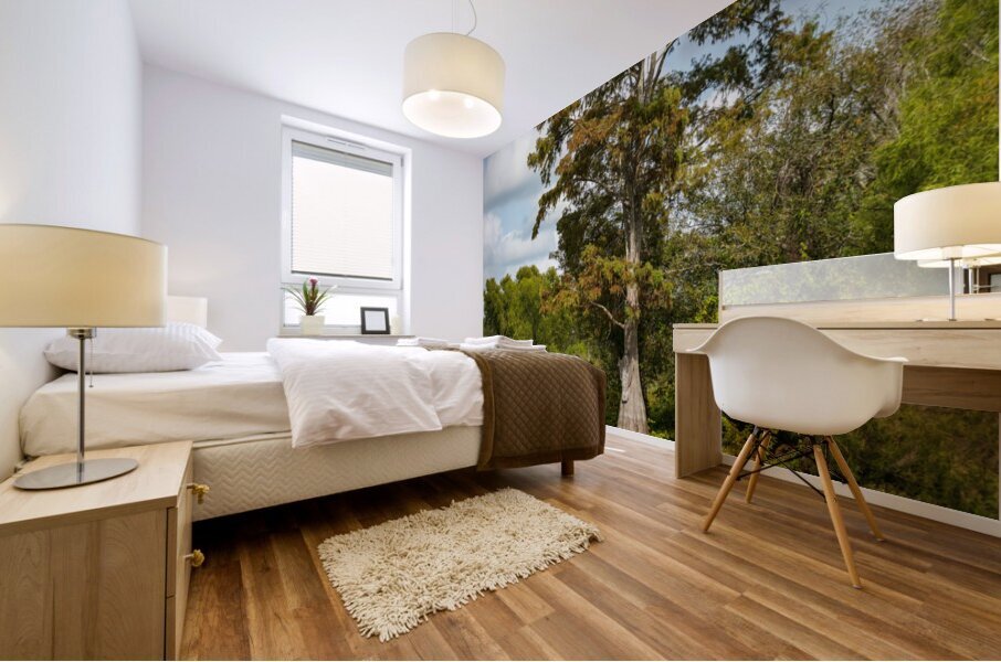 Large bald cypress trees rise out of water in Atchafalaya basin Mural print