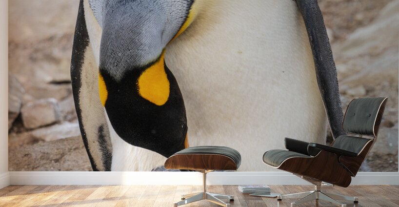 Small chick hiding in the feathers of a King Penguin at Bluff Co Wall Murals