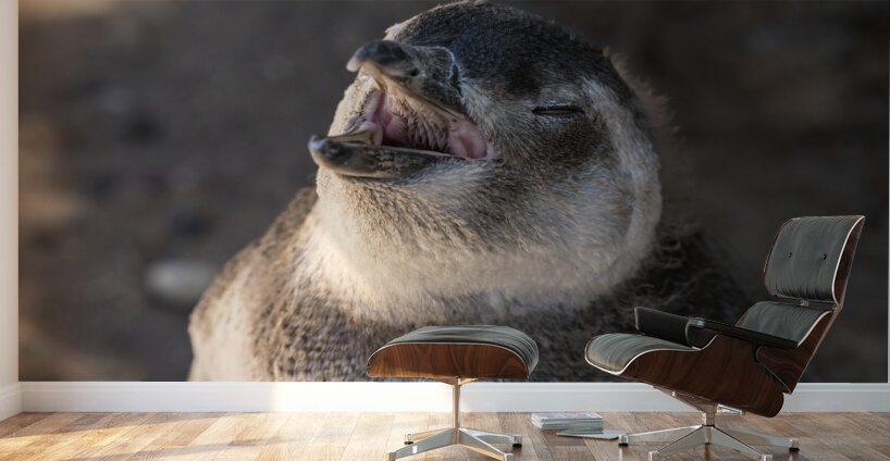 Single magellanic penguin chick showing papillae in mouth Wall Murals