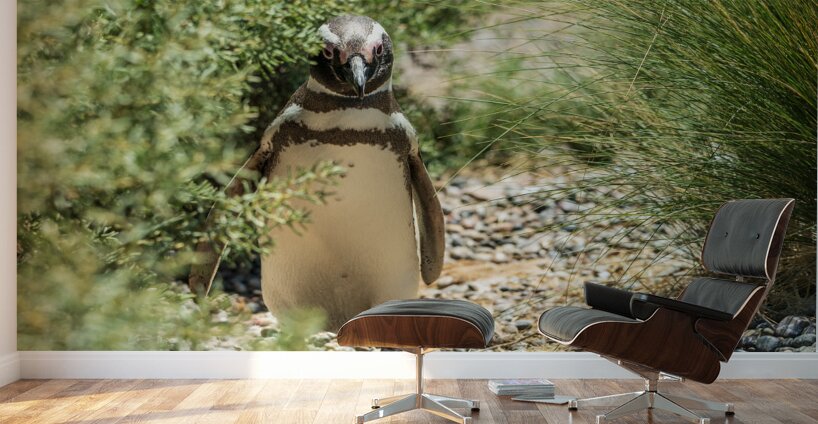 Single male magellanic penguin in plants in Punta Tombo Wall Murals