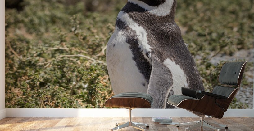 Single magellanic penguin making a call in Punta Tombo Wall Murals