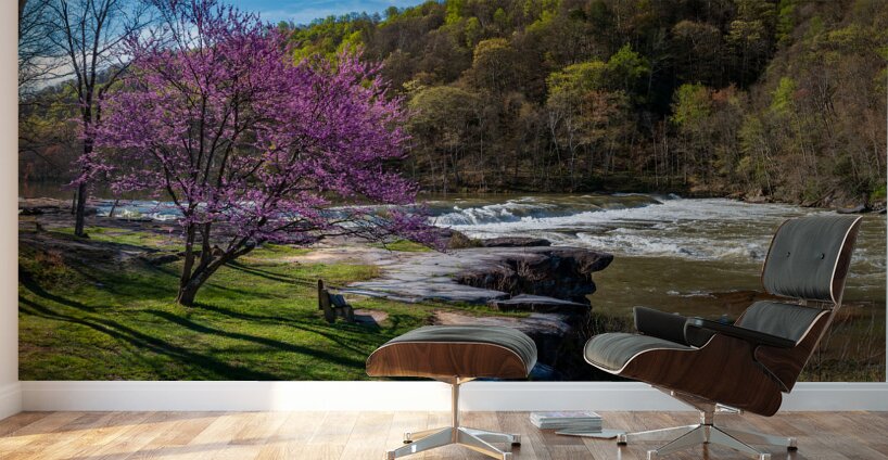 Redbud blossoms by Bench and Valley Falls WV on a bright spring morning Wall Murals