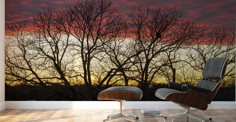 Dramatic sunset over Legacy Hills Park lake with details of tree Wall Murals