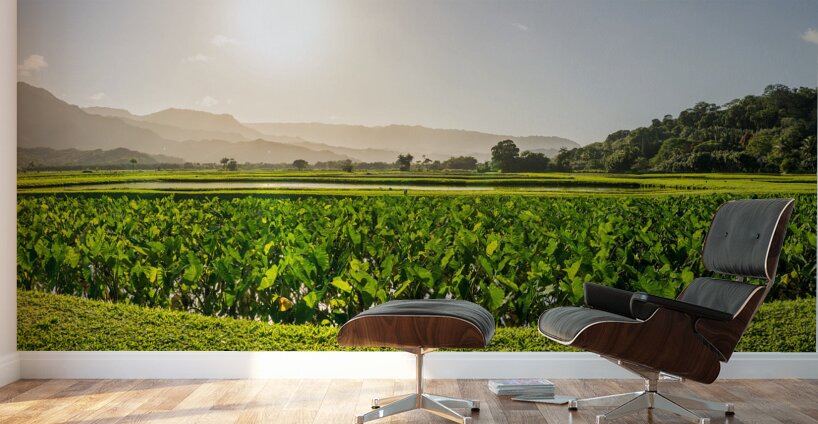 Verdant taro fields thrive under the Hawaiian sun near Hanalei B Wall Murals