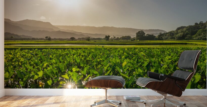 Verdant taro fields thrive under the Hawaiian sun near Hanalei B Wall Murals
