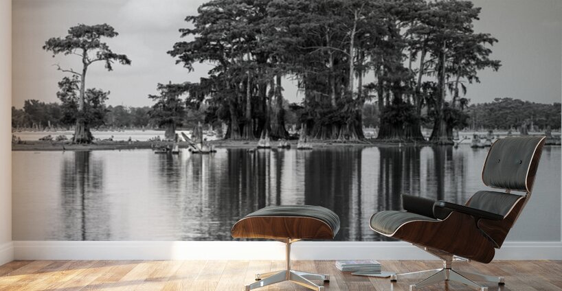 Stand of bald cypress trees rise out of water in Atchafalaya bas Wall Murals