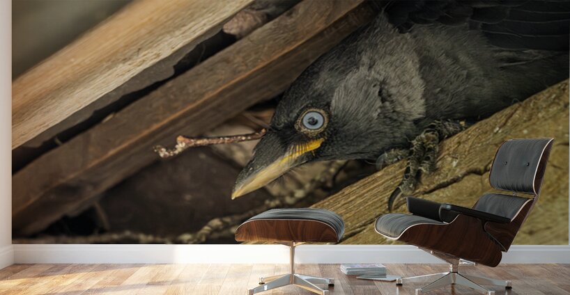 Head of a jackdaw poking out from nest in the rafters of an old  Wall Murals