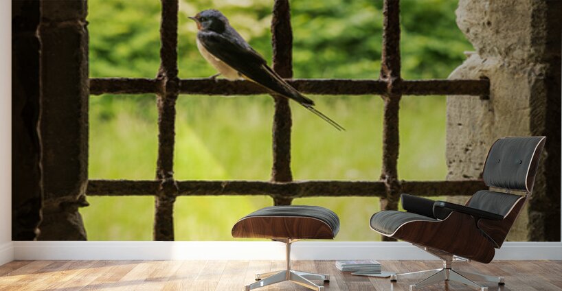 Barn swallow perched on the bars of window of 13th Century forti Wall Murals