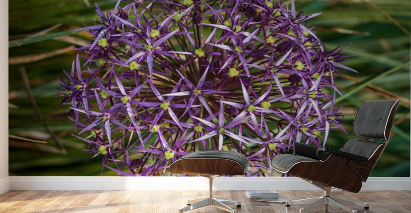 Large purple umbel of the Persian Onion or Star of Onion flower Wall Murals