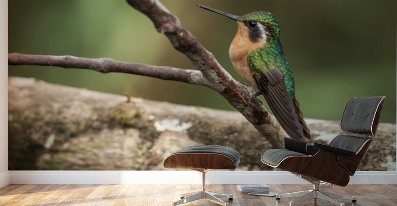 White throated mountaingem hummingbird perched on a twig  in Cos Wall Murals