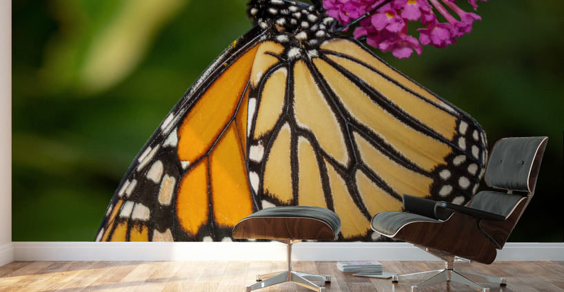 Side view of Monarch butterfly feeding in garden Wall Murals