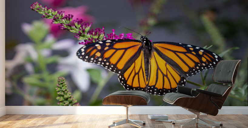 Beautiful Monarch butterfly with wings open Wall Murals