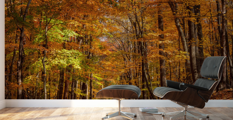 Road leading to Coopers Rock state park Wall Murals
