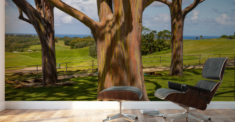 Group of three rainbow eucalyptus trees  Wall Murals