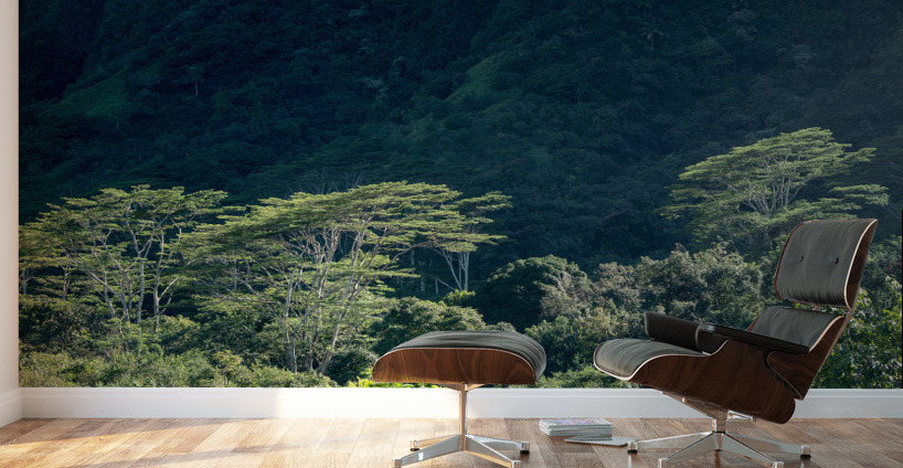 Tall albizia trees against the steep mountain slopes in Oahu Wall Murals