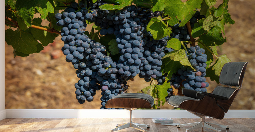 Bunches of grapes for port wine in Douro valley Wall Murals