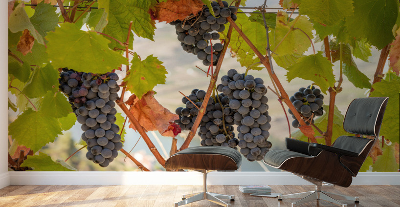 Grapes for port wine by the River Douro Wall Murals