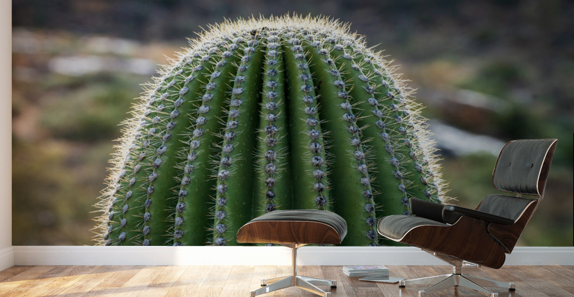 Ouch - close up of top of saguaro cactus Wall Murals