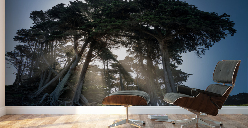 Sunbeams from large pine or fir trees  Wall Murals