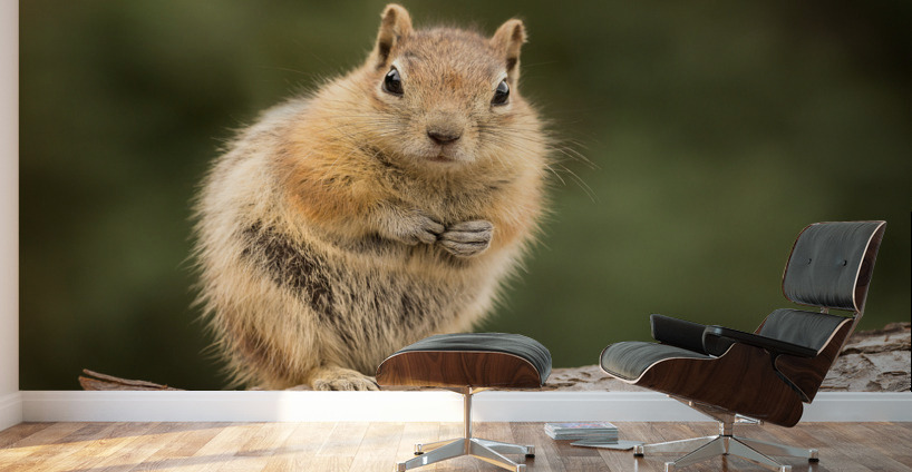 Cute Chipmunk well fed on nuts and seeds Wall Murals