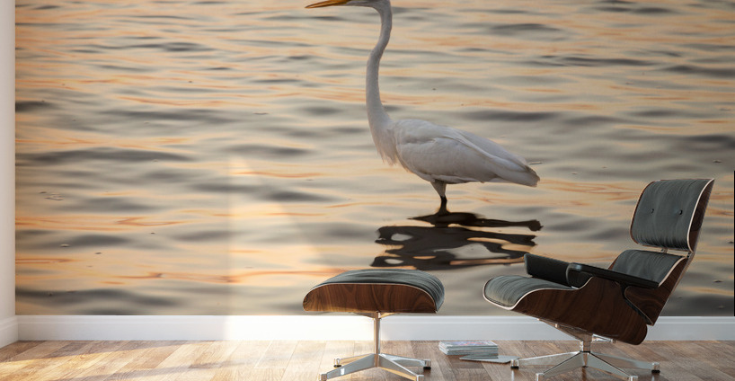 Great white egret in the sea off Tampa in Gulf Wall Murals
