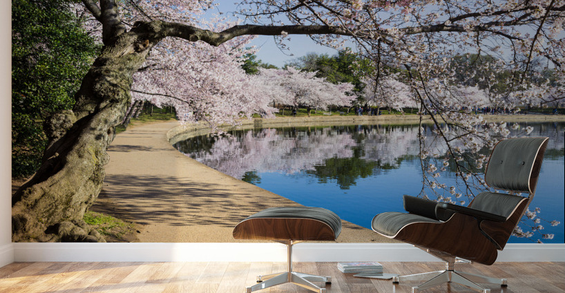 Pathway around the tidal basin during Cherry Blossom Festival Wall Murals