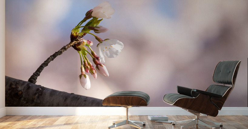 Close up of Cherry Blossom flowers Wall Murals