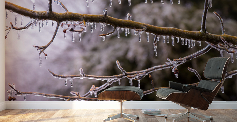 Ice covered branches start to melt to icicles Wall Murals