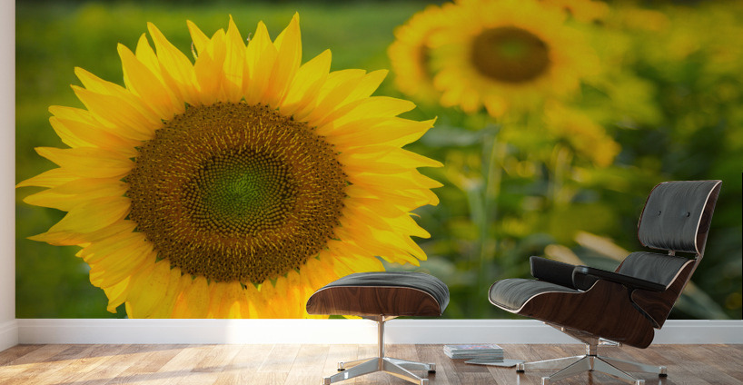 Sunflowers in early evening as sun sets Wall Murals