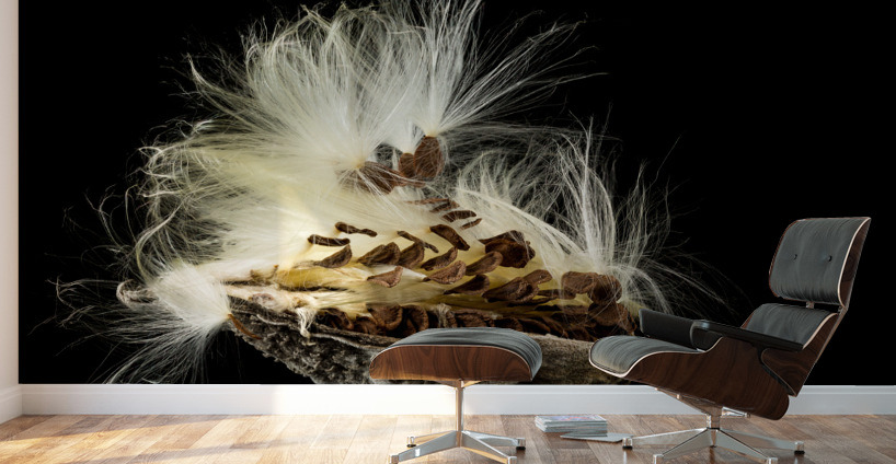 Macro photo of swamp milkweed seed pod Wall Murals