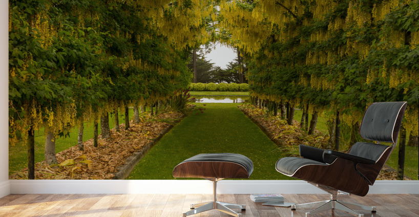Laburnum Arch in full bloom over grass path Wall Murals