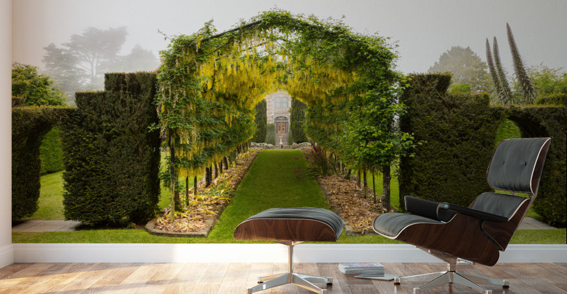 Laburnum Arch in full bloom over grass path Wall Murals