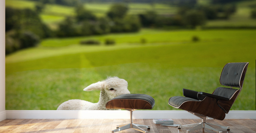 Cute lamb in meadow in wales or Yorkshire Dales Wall Murals
