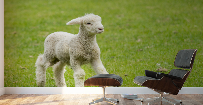Cute lamb in meadow in New Zealand Wall Murals