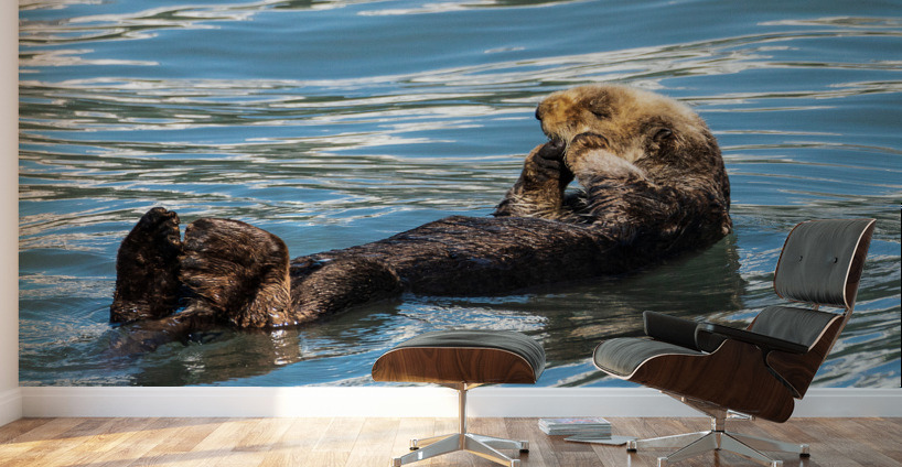 Sea Otter floating in Resurrection Bay near Seward Wall Murals