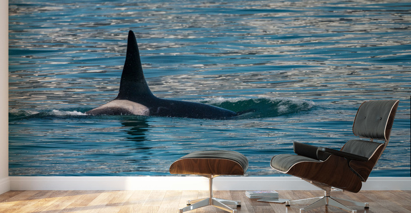 Fin of orca whale cutting through Resurrection Bay Seward Wall Murals