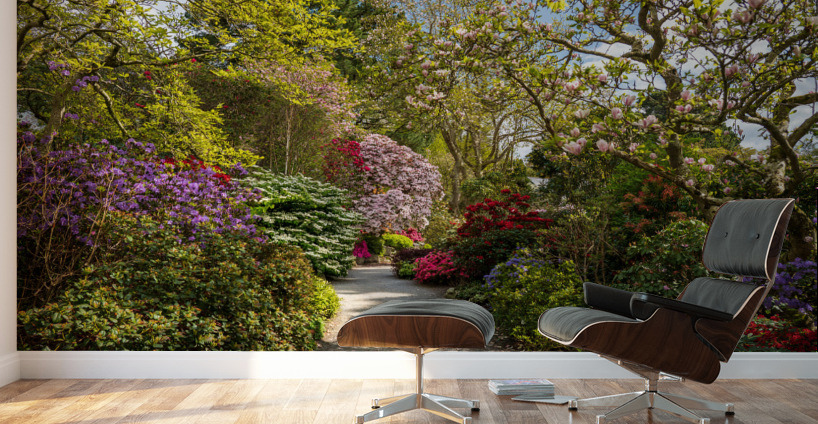 Pathway through Azaleas and Rhododendron trees in spring Wall Murals
