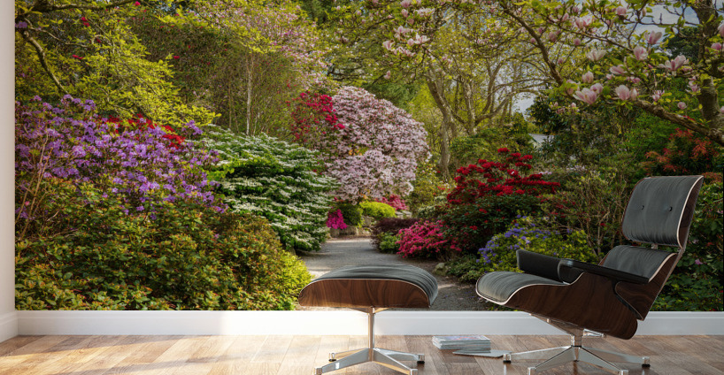 Path leads to Azaleas and Rhododendron trees in spring Wall Murals