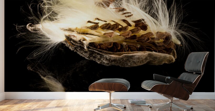 Macro photo of swamp milkweed seed pod Wall Murals