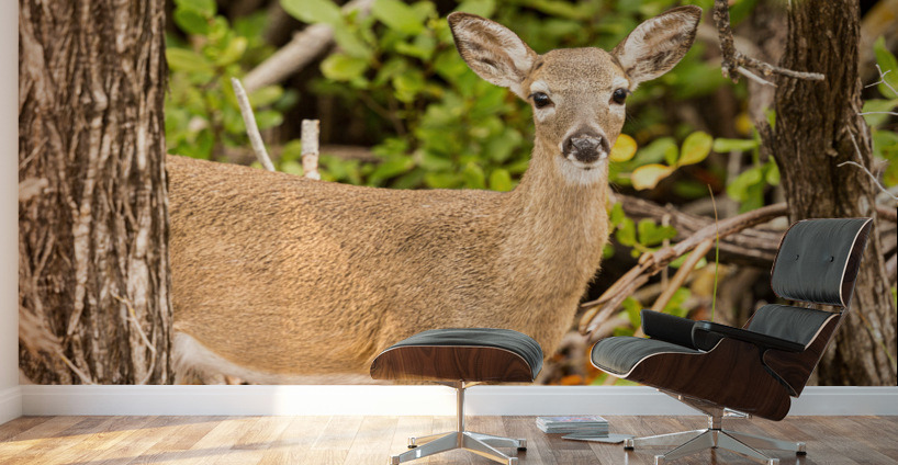 Small Key Deer in woods Florida Keys Wall Murals