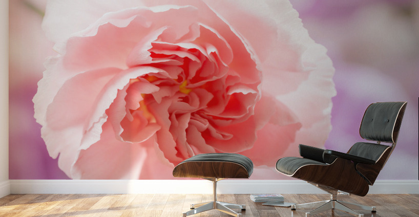 Delicate close up of petals of a carnation Wall Murals
