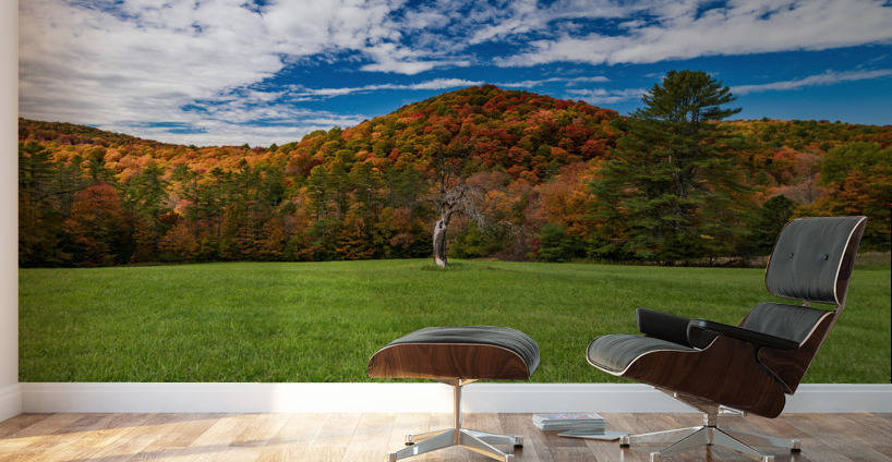 Old tree trunk contrasts with vibrant Vermont fall colors Wall Murals