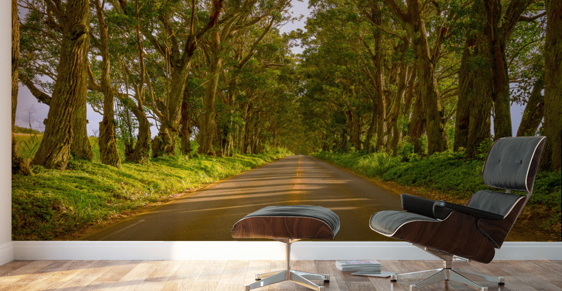 Famous Tree Tunnel of Eucalyptus trees Wall Murals